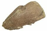Fossil Pachycephalosaurid Ungual (Claw) - Montana #231238-1